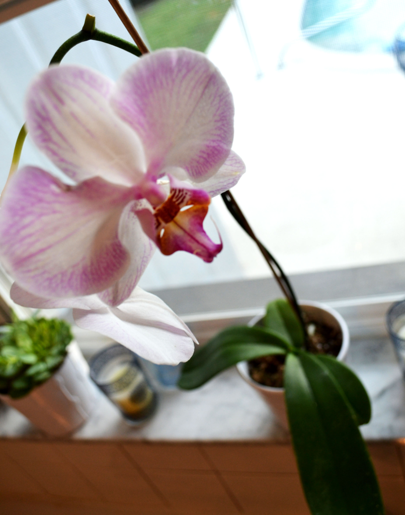 orchidoversinks